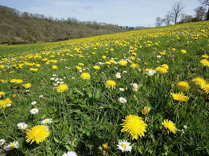 Les Méandres de l'Orne