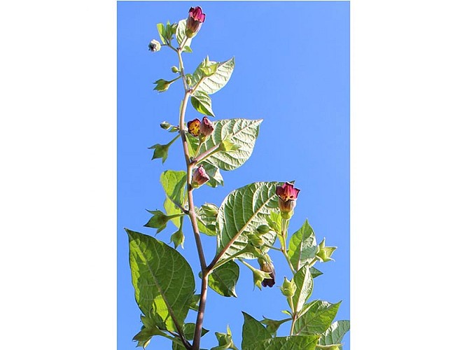Le site de Sainte-Eugénie