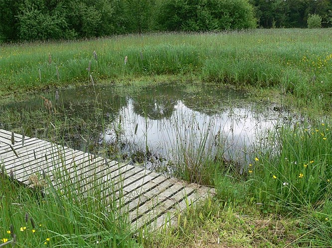 Mare_Etang-du-Peron-cph-cd61-5