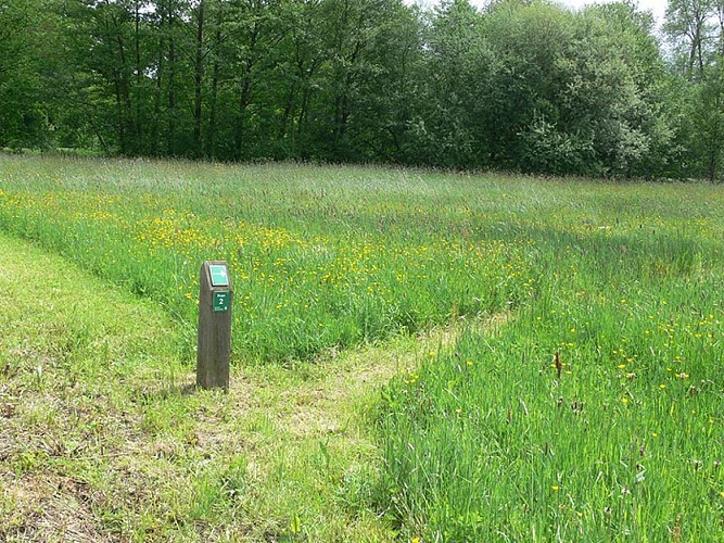 Chemin_Etang-du-Perron-cph-cd61