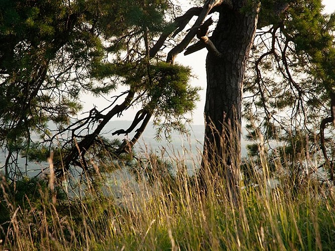 Les coteaux historiques de la bataille de Normandie