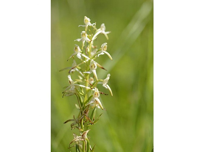 Orchidees-cph-jcrocis