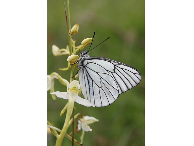 Papillon_Gaze-cphJ-CROCIS