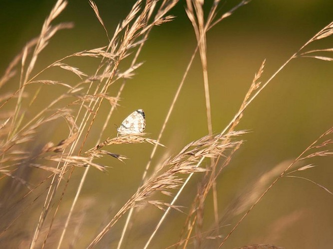 Les coteaux historiques de la bataille de Normandie