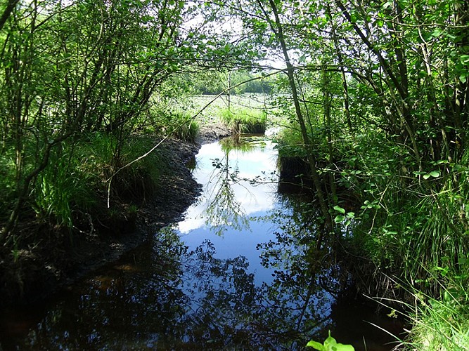 Réserve naturelle régionale de la clairière forestière de Bresolettes