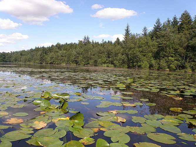 Réserve naturelle régionale de la clairière forestière de Bresolettes
