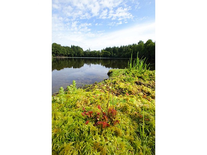 Etang-de-la-Lande-Foret-C5