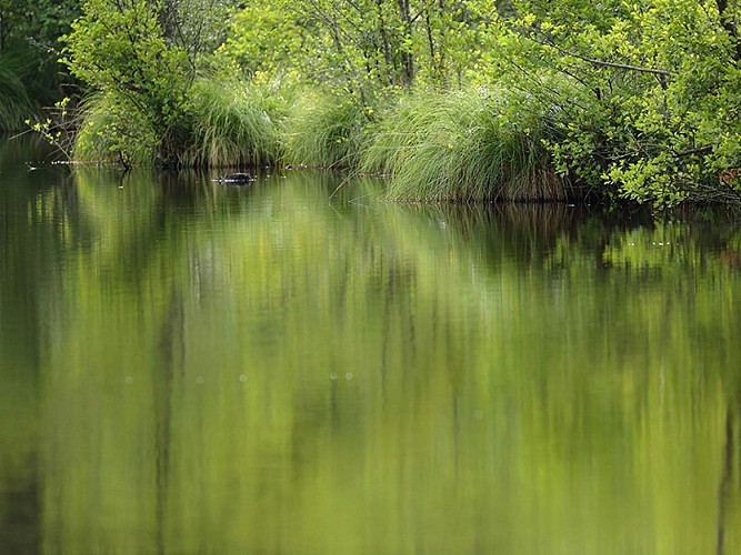 Etang de la lande forêt - Le Grais