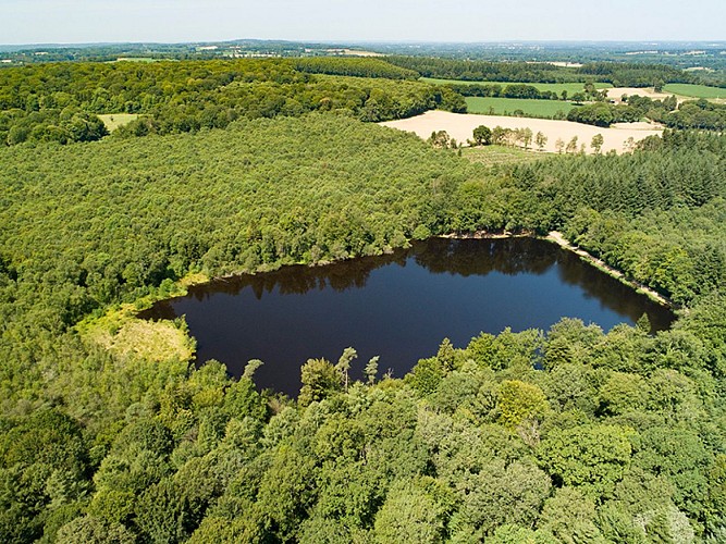 Etang de la lande forêt - Le Grais