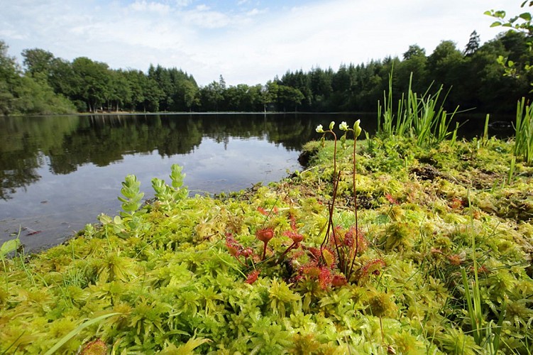 Etang de la lande forêt - Le Grais