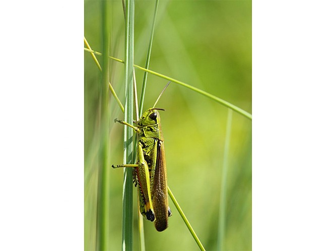 Etang-de-la-Lande-Foret-C4
