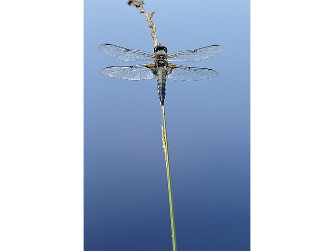 Etang-de-la-Lande-Foret-C6