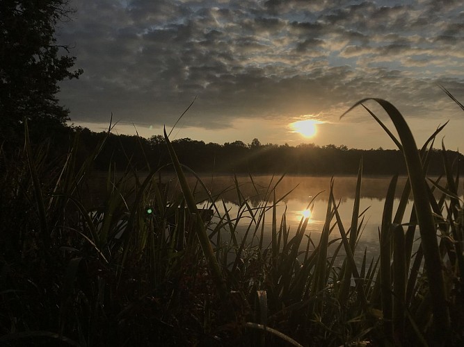 Nos étangs de Sologne