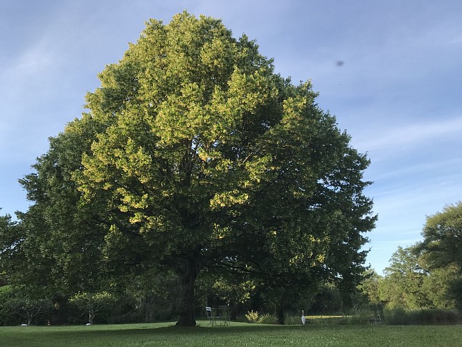 espace jardin autour de l'étang