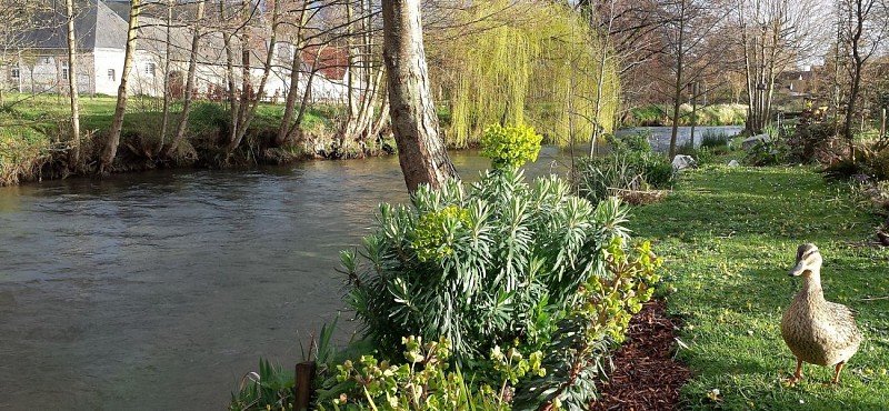 Criel-sur-Mer_La-Riv-Yeres_Cane_Riviere@M-DHIERRE_2020