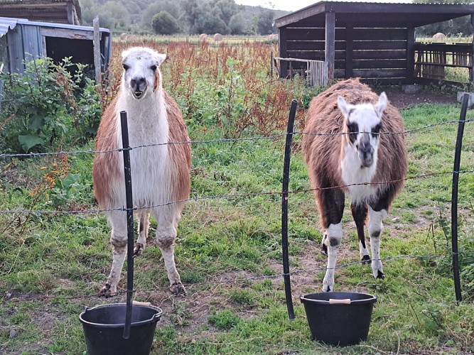 Relais de la Charreterie M. THIRARD Heurteauville 6