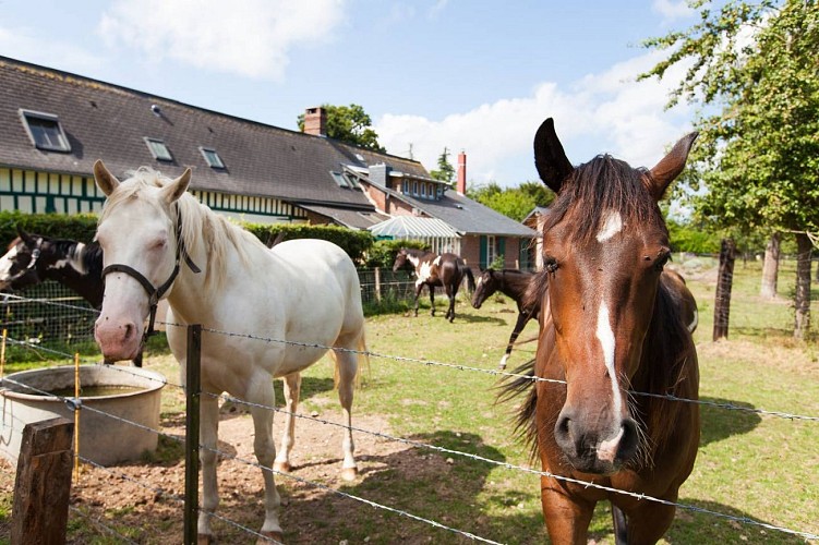 Luneray - Le Haras - Mme LARDAN CASSIUS (14)