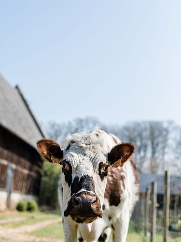 Le Cottage - Bordeaux-St-Clair 