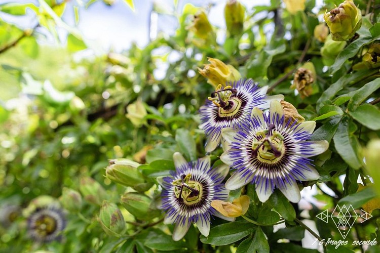 Le Gîte de Plume Jardin fleuri