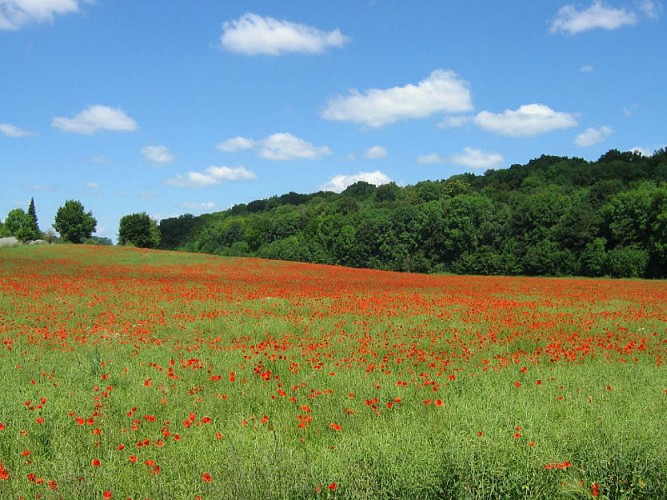 Pays de Caux 800x600