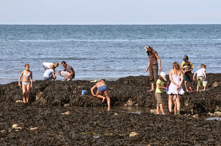 pêche-à-pied-à-Yport-c-OIT