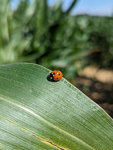 LABYRINTHE DES DALLES - SASSETOT-LE-MAUCONDUIT - 2025