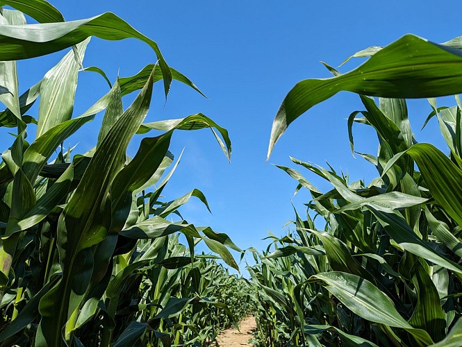 LABYRINTHE DES DALLES - SASSETOT-LE-MAUCONDUIT - 2023