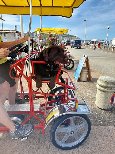 2021 08 13 Labrador sur rosalie