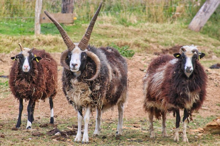La Ferme des Falaises - Saint-Jouin-Bruneval