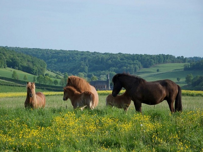 Poney-club de Bois-Guilbert
