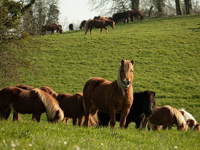3-Ferme équestre de Bois-Guilbert