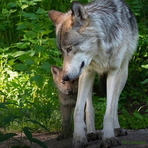 Loups Parc Canadien