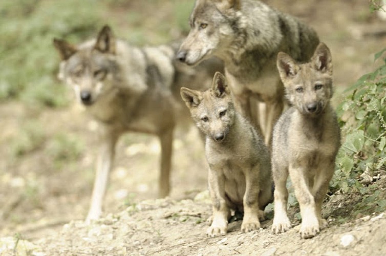 Loups Rêve de Bisons  