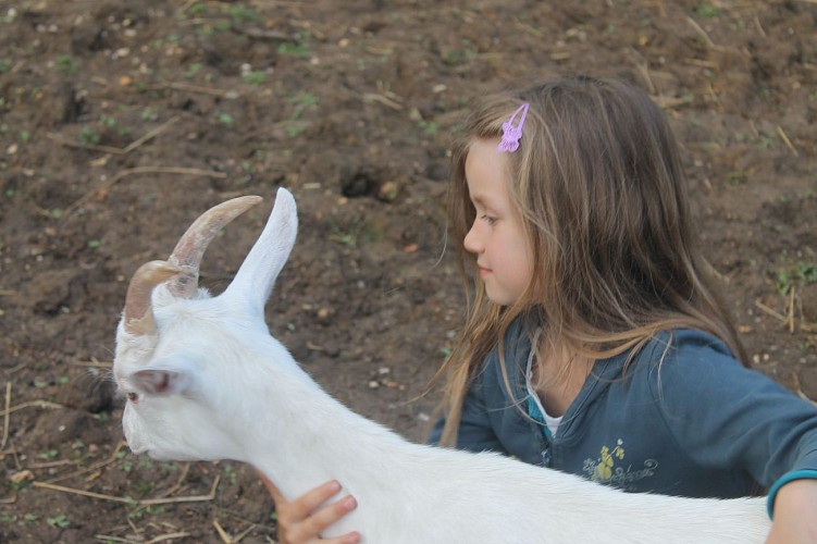 Effet-des-fees---St-Denis-sur-Scie---Ferme-pedagogique