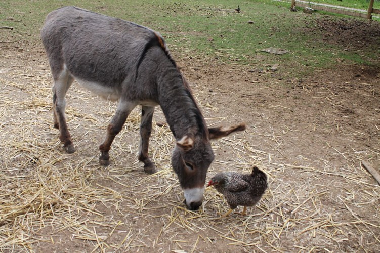 Des balades à dos d'ânes sont possibles