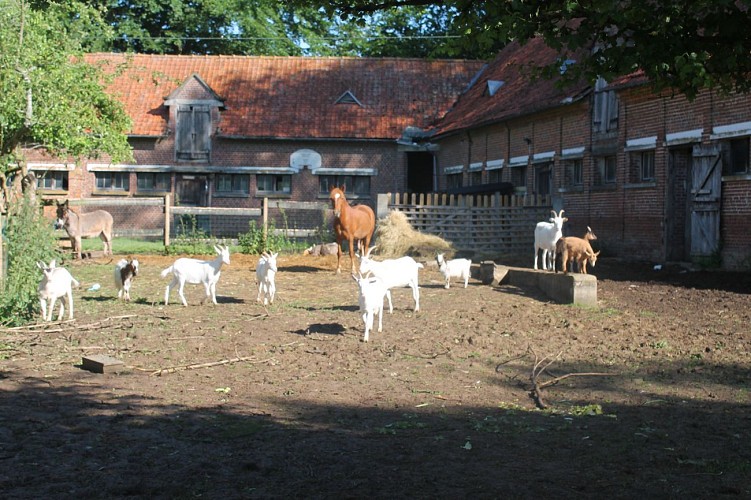 Effet-des-fees---St-Denis-sur-Scie---Animaux