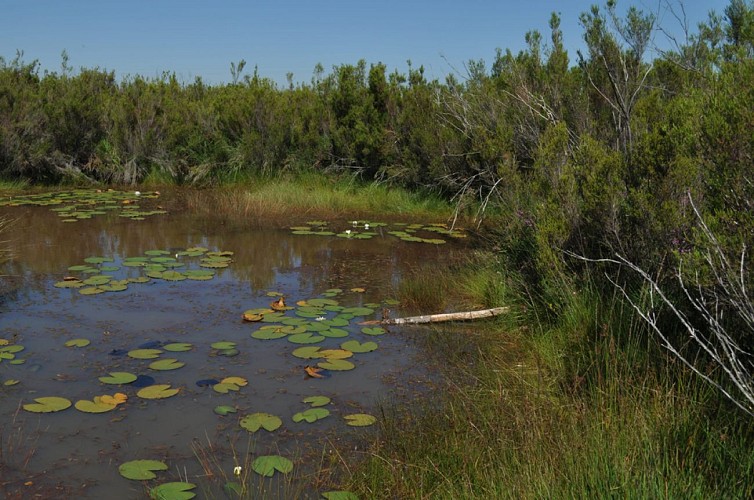 Réserve Naturelle Nationale du Pinail