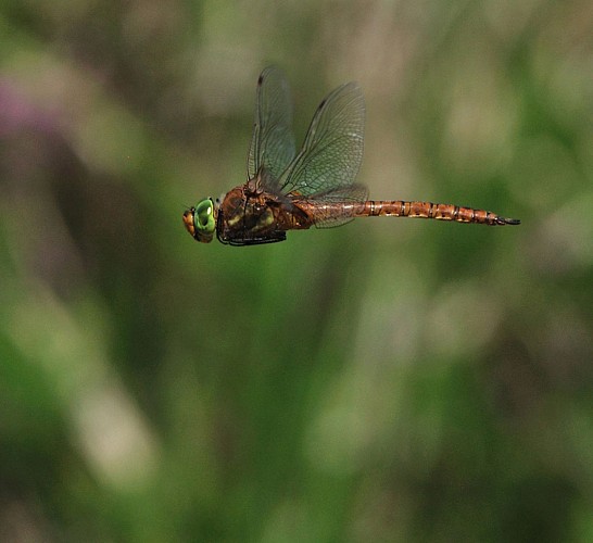Aeschne isocele en vol RNN Pinail © Yann SELLIER_3