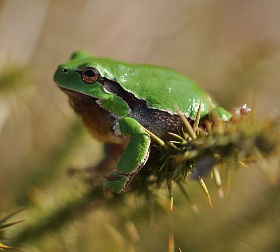 Réserve Naturelle Nationale du Pinail
