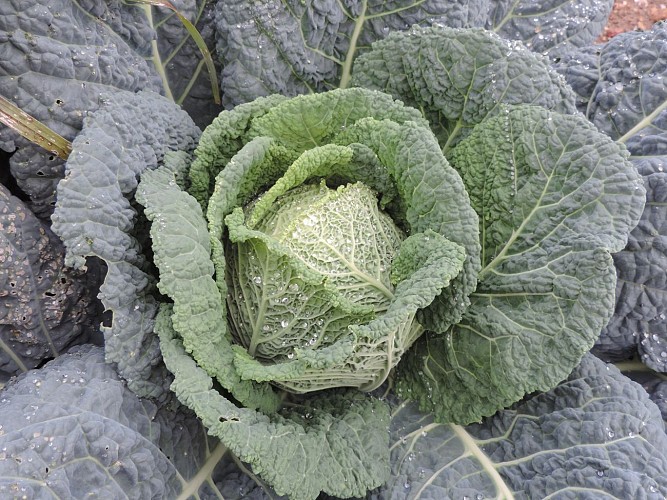 Le panier de la grillerie_1