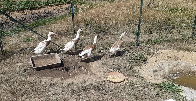 LOI_sainte-colombe_etoile-verte©otca-2020 (15)bis