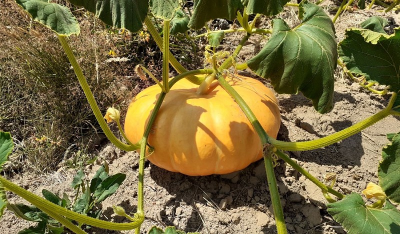 LOI_sainte-colombe_etoile-verte©otca-2020 (13)bis