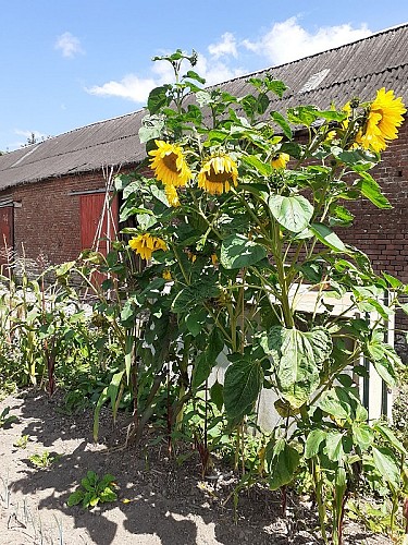 LOI_sainte-colombe_etoile-verte©otca-2020 redim (14)