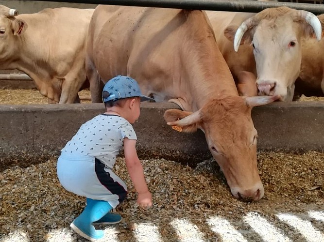 Aliment-vache (800x600) (1)