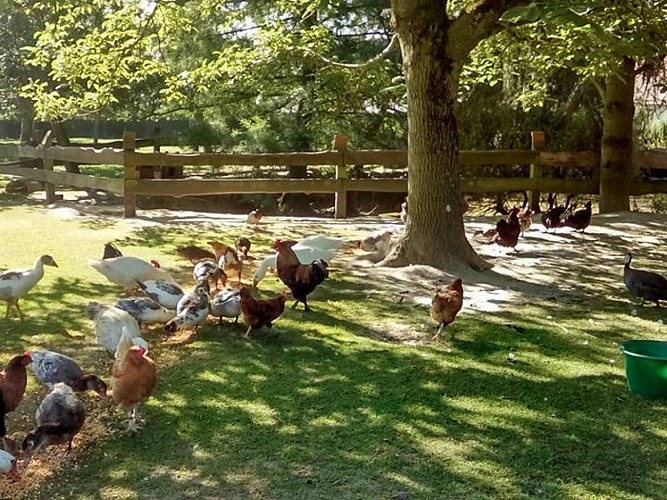 Basse-cour (800x600)