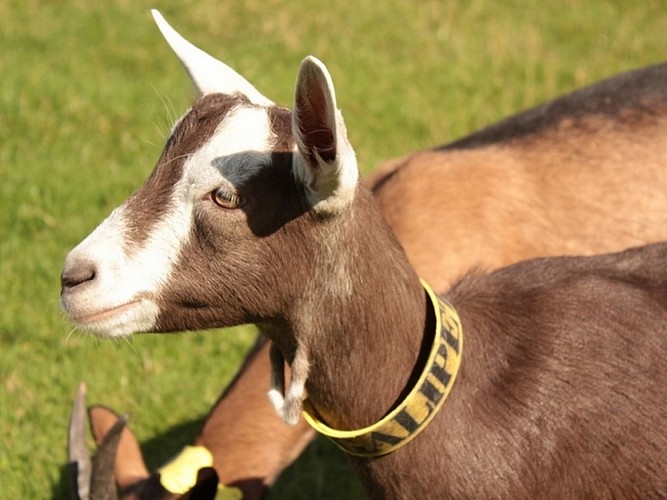 Chèvrerie du Vieux Manoir