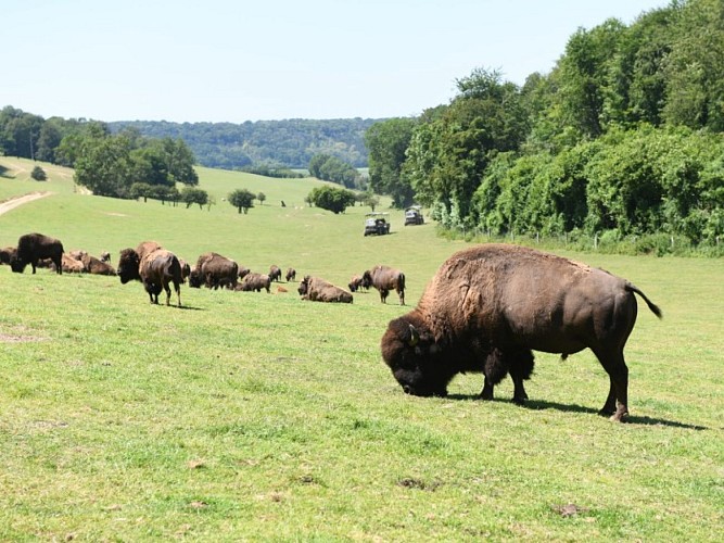 Rêve de Bisons