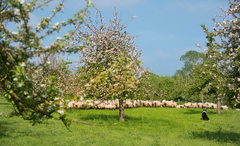 Domaine Duclos-Fougeray