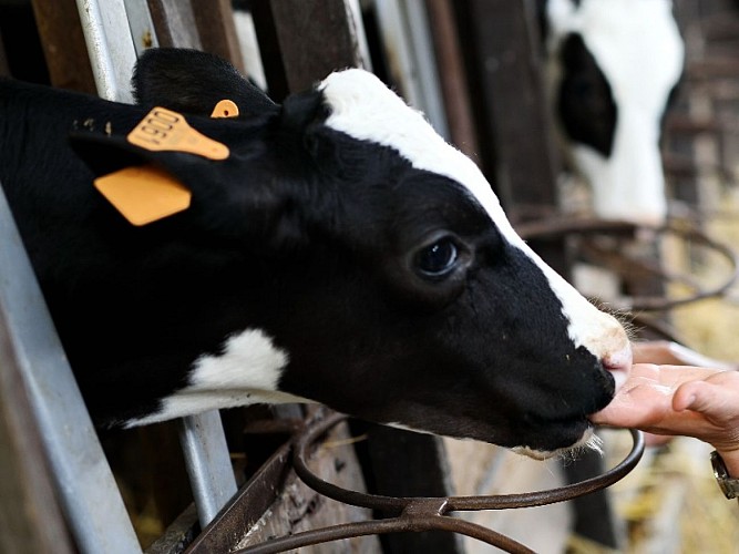 La Vache de Louvicamp