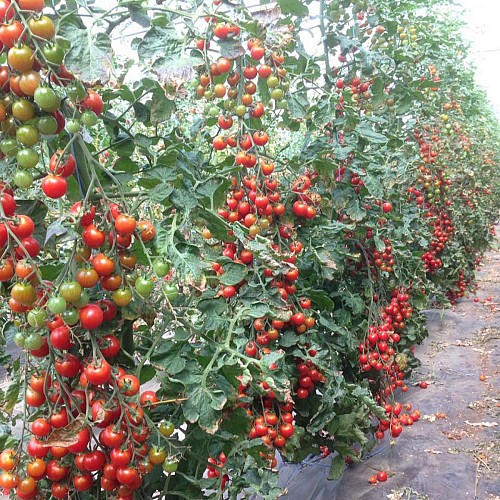 Au Panier de la Ferme